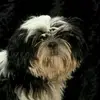 fred ashley - @fred.ashley4 - TikTok