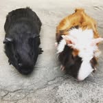 Fred e Augustinho🐹❤️ - @fred__augustinho269 - Instagram
