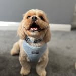 Freddie Bannister - @freddie_frugalthezuchon - Instagram