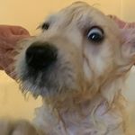 Freddie - @fredrickbarkleyesq - Instagram