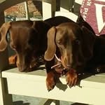 Fred Baron - @flossiebooboo - Instagram
