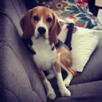 🐶 Fred Messi the Beagle - @fredmessi_thebeagle - Instagram