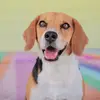 Beagle Fred - @beaglefrederico - TikTok