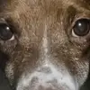 Brady - @brady.fredbeagle - TikTok