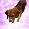 ☃️❄️𝚏𝚛𝚎𝚍⛄️❄️ - @fred.beagle.fp - TikTok