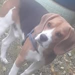 @fred.beagle19 - Instagram