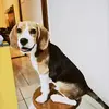 Fred - O Beagle - @obeaglefrederico - TikTok