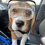 Fred - The Beagle - @fred_is_a_beagle - Instagram