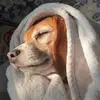 fred 🐾💤 - @fred_the_beagle - TikTok