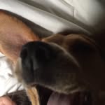 Fred Beagle - @fredthebeagle_ - Instagram