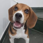 fred beagle - @fre.dbeagle - Instagram