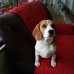 Fred. beagle - @fred._beagle - Instagram