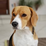Fred Beagle - @fred_beagle3 - Instagram