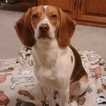 Fred Beagle - @beagleboy1.fb - Instagram
