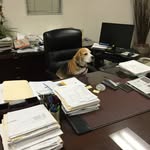 Fred Beagle - @dogtorfred - Instagram
