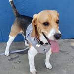 FRED BEAGLE 🐶 - @fredbeagle__ - Instagram