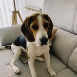 Fred - @beagle_fred_05.12.21 - Instagram