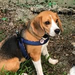 Fred Beagle Lindo - @fred.gouveia_beagle_ - Instagram