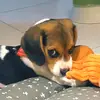 Fred Beagle Menezes 🐶 - @fred.beaglemenezes - TikTok