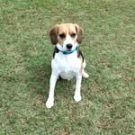 🐶Fred Beagle Sc - @fred.y7072 - Instagram