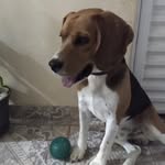 Fred Cachorro Beagle - @ocachorrofred - Instagram