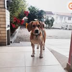 fred👑 - @fred.beagle8 - Instagram