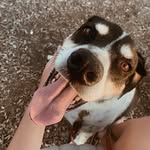 fred! - @fred.j.beagle - Instagram