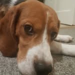 Fred - @fred_beagle_ - Instagram