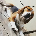 fred - @fred_beagle_love - Instagram