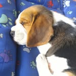 Fred - @fredbeagle_ - Instagram