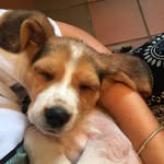 Fred Horler - @beagle.fred - Instagram