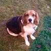 Fred le Beagle - @fredlebeagle - TikTok