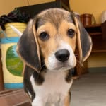 Fred Martins - @fredbeagle23 - Instagram