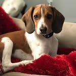 Fred Rogers, The Beagle - @fredrogers_thebeagle - Instagram
