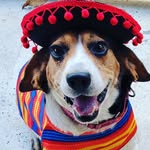 Fred the Beagle - @fred_the_best_beagle - Instagram