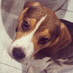 Fred The Beagle - @fredthebeagle1 - Instagram