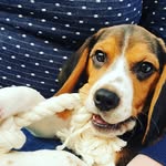 Fred the Beagle - @fred_the_beagle_official - Instagram