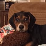 Fred the Beagle - @fredroscoeellison - Instagram