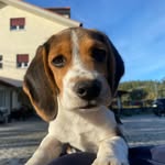 Fred The Beagle - @imfredthebeagle - Instagram