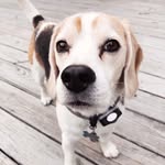 Fred the Beagle - @beaglenamedfred - Instagram