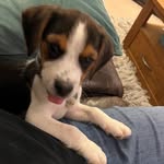 Fred the Beagle - @fredthebeagleboy - Instagram