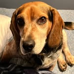 Fred the Beagle #OurDailyFred - @ourdailyfred_ - Instagram
