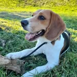 Fred, the crazy beagle - @fredthecrazybeagle - Instagram