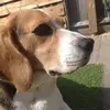 Freddie the Beagle - @.fredthebeagle - TikTok