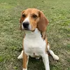 Freddie the Beagle - @freddie.the.beagle1 - TikTok