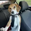 Freddiethebeagle - @freddiethebeagle34 - TikTok