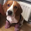 FreddieTheBeagle - @freddiethebeagle - TikTok