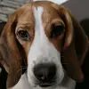 Freddothebeagle - @freddothebeagle - TikTok