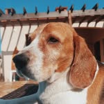 Frederico - @beagle_fred - Instagram