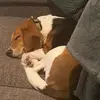 FredTheRescueBeagle - @fredtherescuebeagle - TikTok